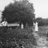 Wilcox House on Co Rte 1 raising and selling strawberries about early 1920's